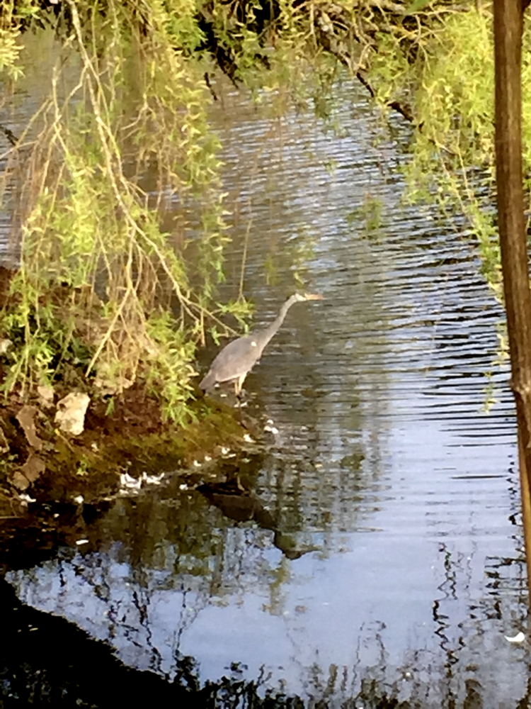Heron Heron