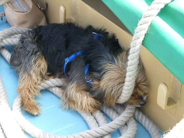 Ships dog Alfie sleeping