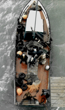 Mallard from Crane Hoist