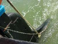 Greta rudder Greta rudder