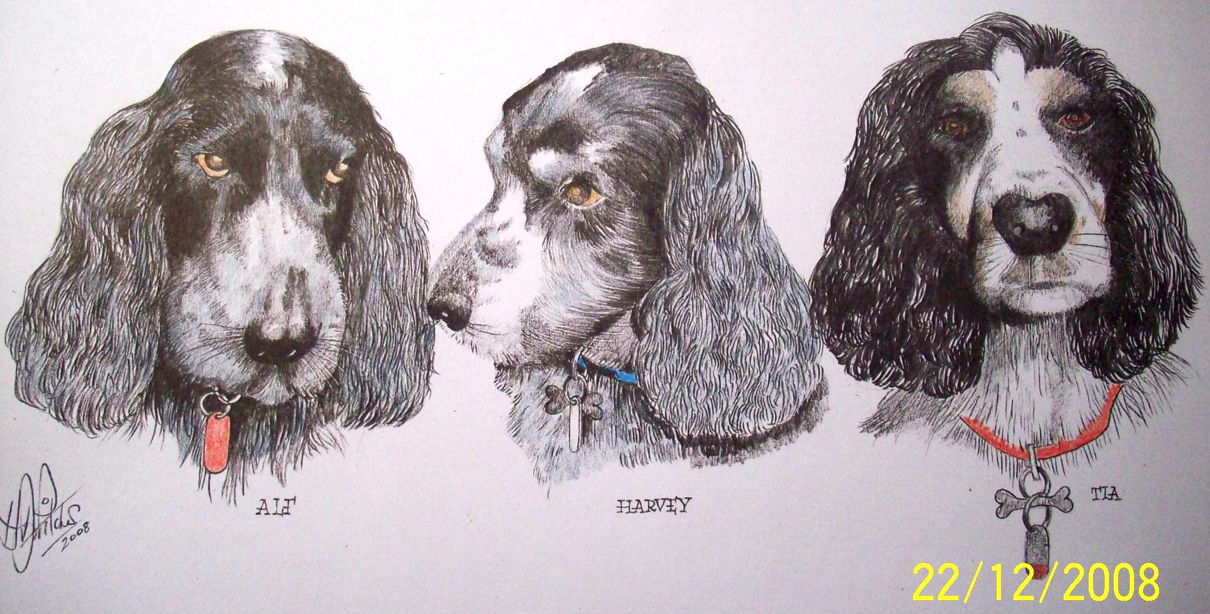 Pets Gallery