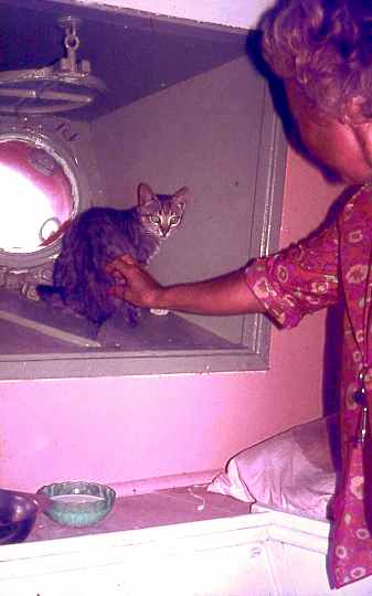 Cat with Piet Cat with Piet