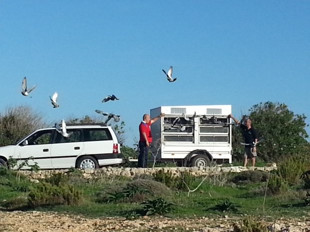 Paradise Bay, pigeons Paradise Bay, pigeons