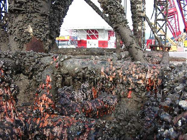 Base crustations & barnacles