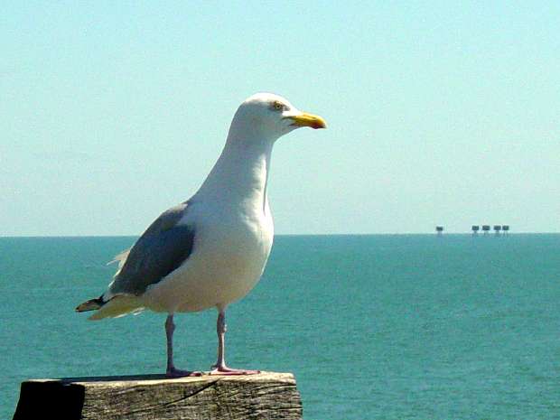 Seagull, Bill & Kate's mum roosting Seagull, Bill & Kate's mum roosting