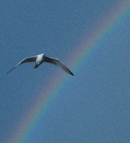 Mother seagull Mother seagull