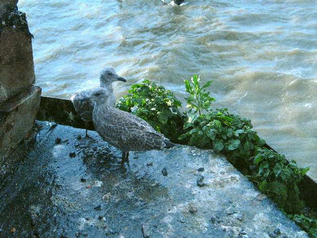 Baby seagulls in the rain Baby seagulls in the rain