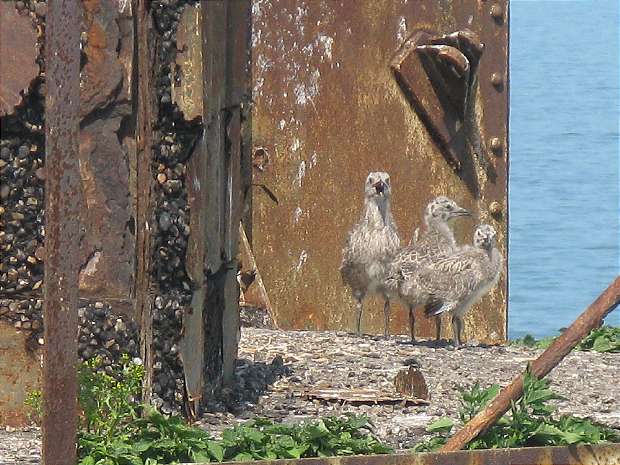 Infant gulls