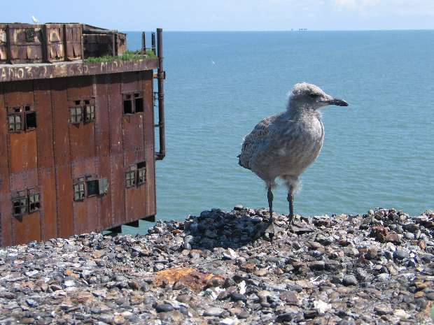 Fledgling seagull Fledgling seagull